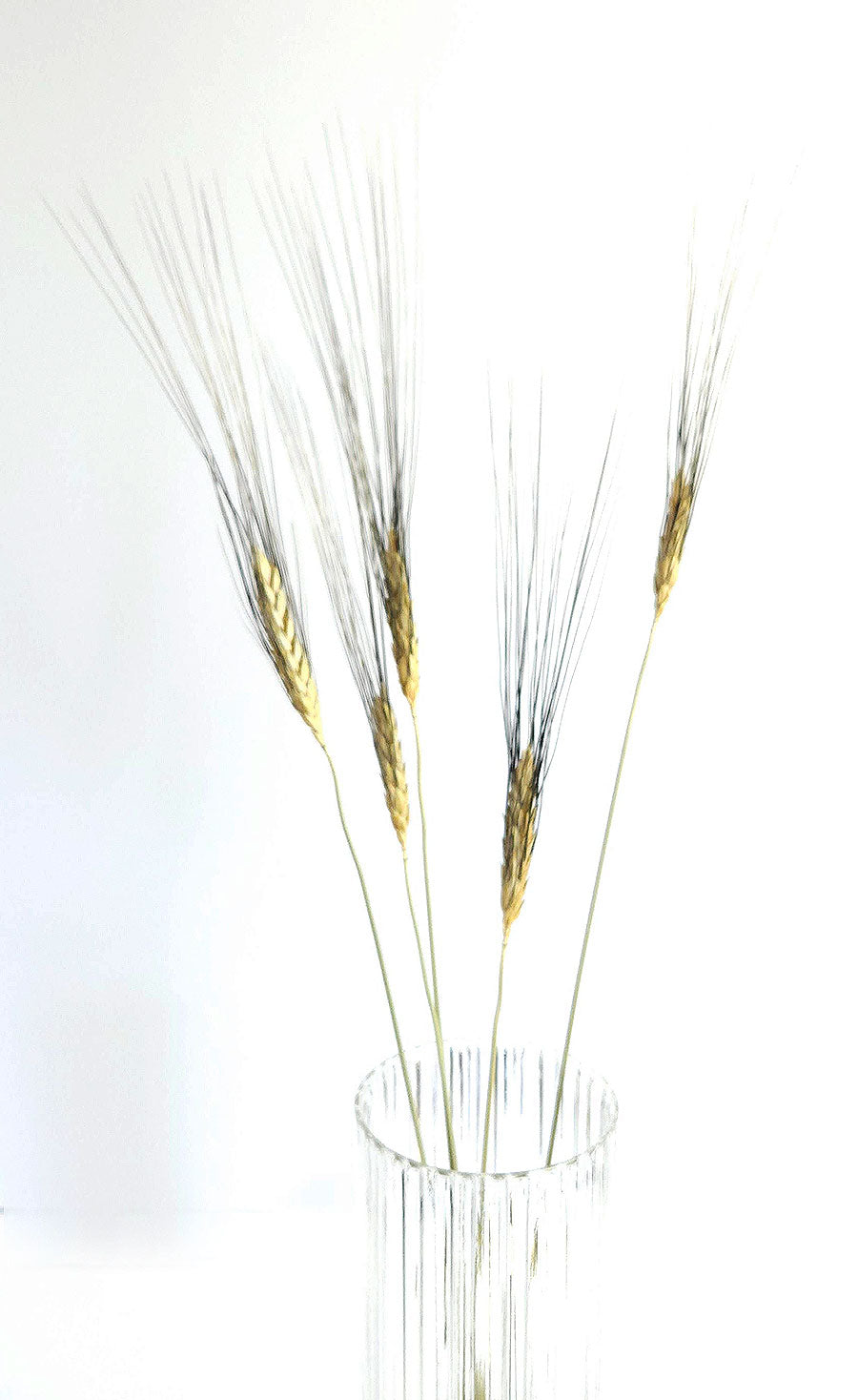 Bearded Wheat 