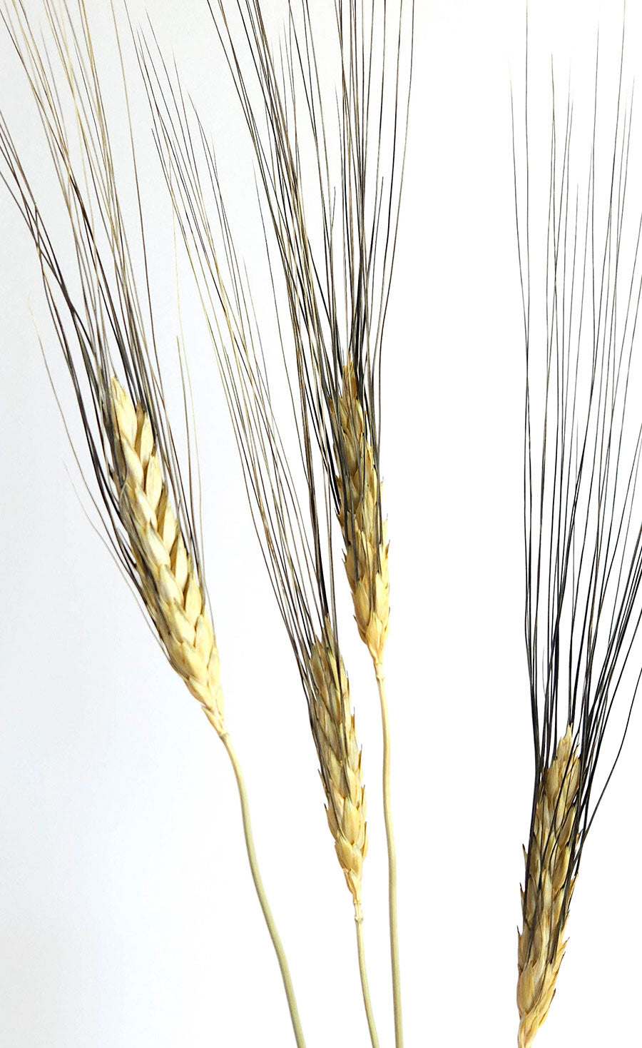 Bearded Wheat Closeup