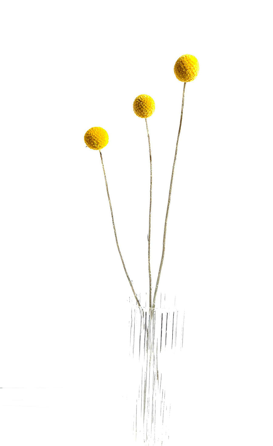 Natural Billy Buttons