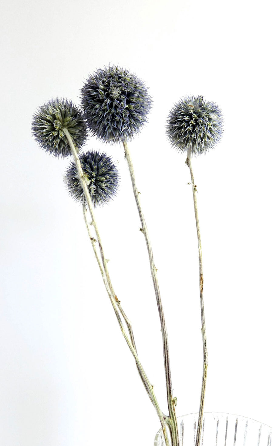 Blue Globe Echinops Thistle