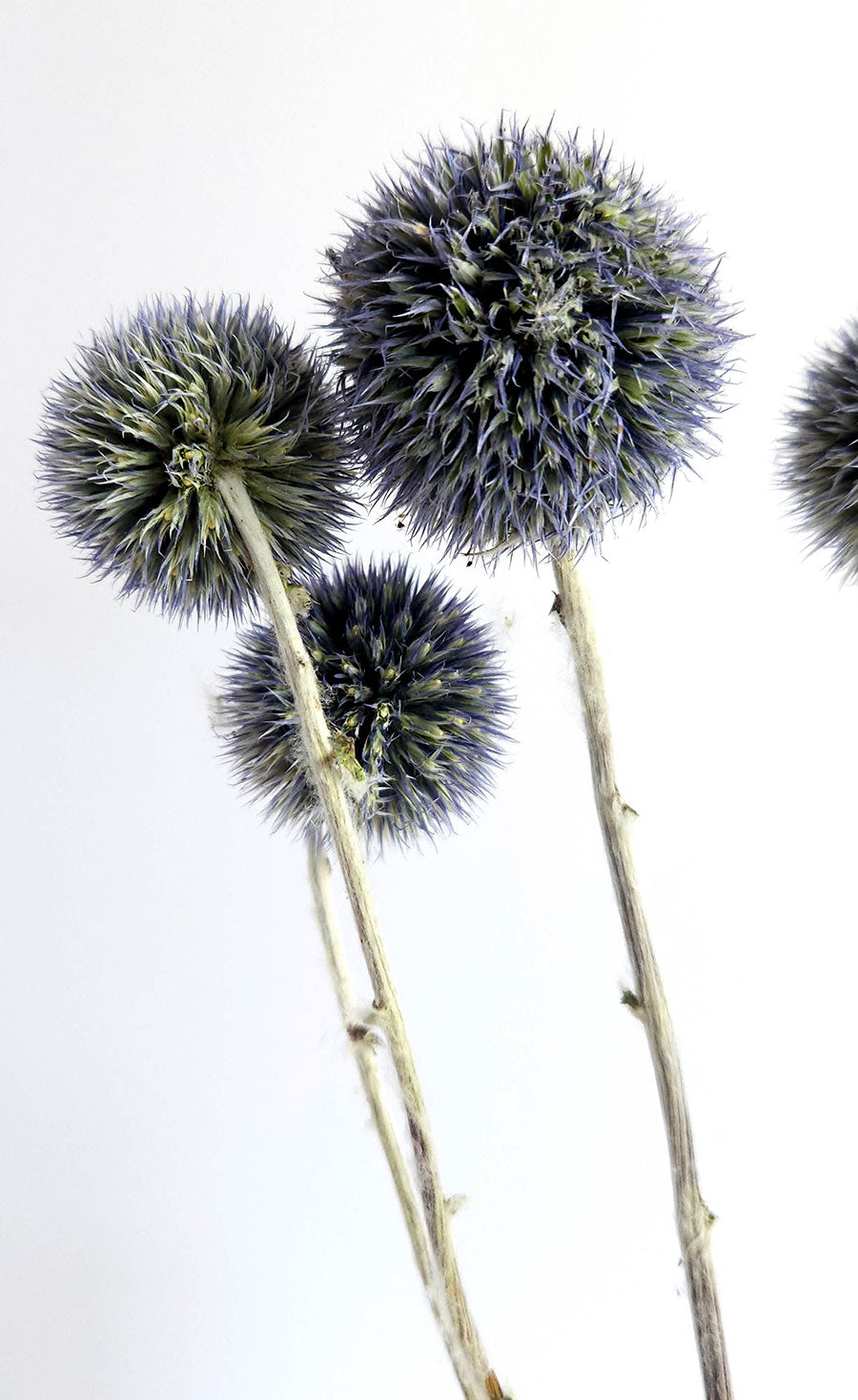 Blue Globe Echinops Thistle Closeup