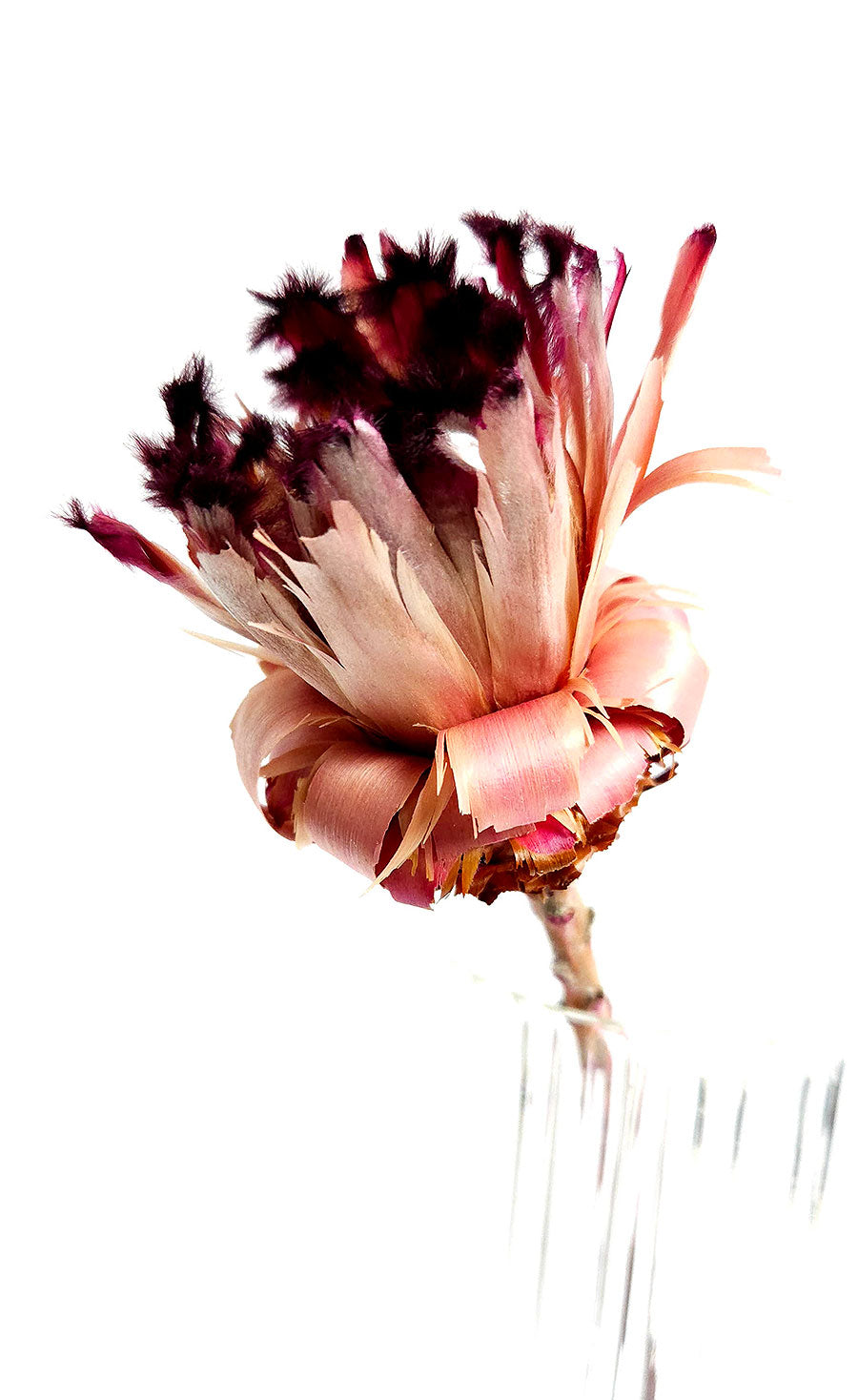 Pink Nerifolia Bud Closeup