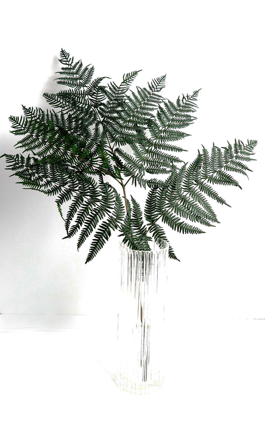 Preserved Bracken Fern