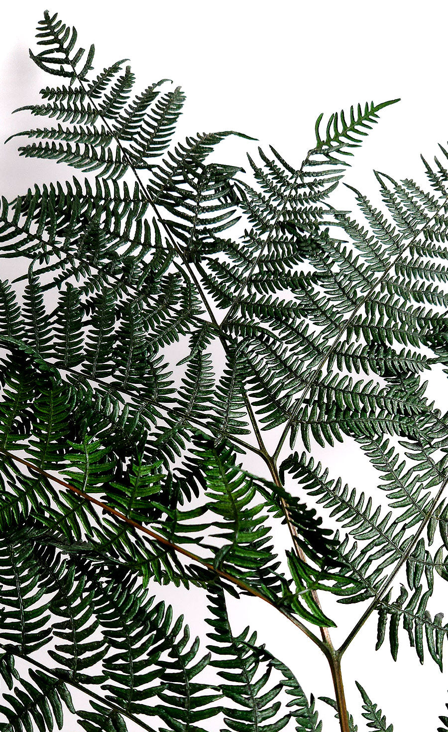 Preserved Bracken Ferns