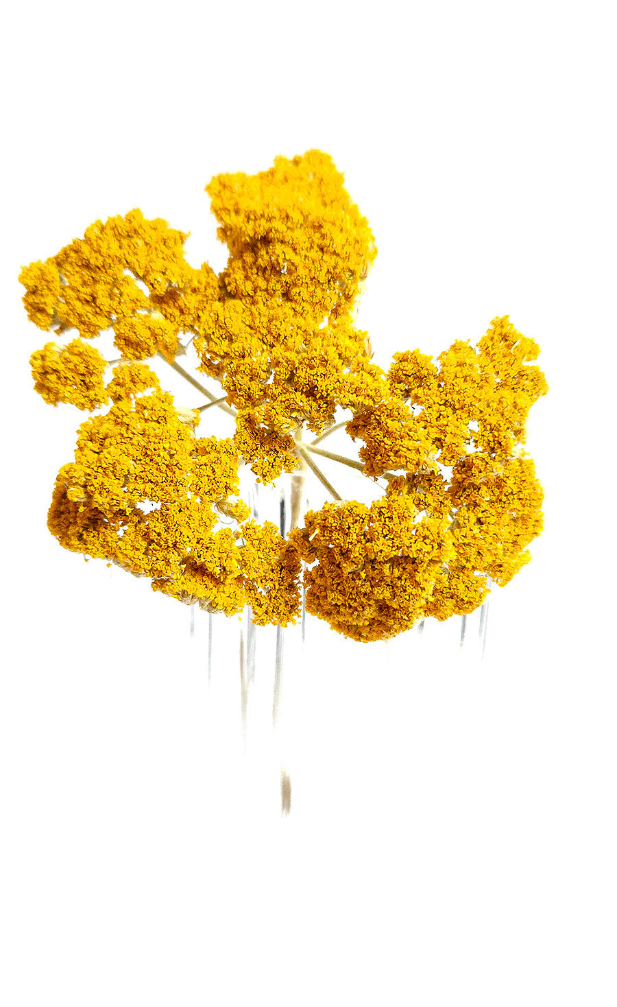 Yellow Yarrow (achillea)